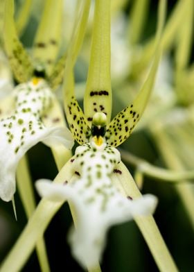 Exotic orchid flower