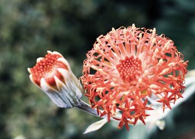 Red exotic flower