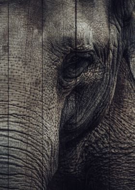 Elephant Art