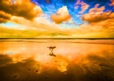 Dog Running on a Beach