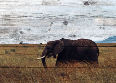 Elephant Art