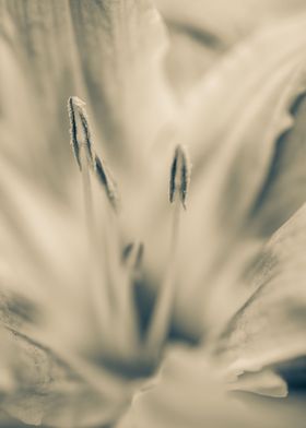 Calm Passions Floral Lily