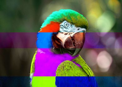 Colorful pop macaw