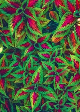 Red And Green Leaves