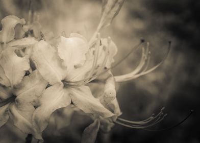 Sepia Rhododendron Floral