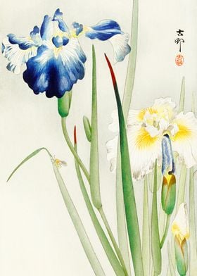 Iris flowers woodblock art