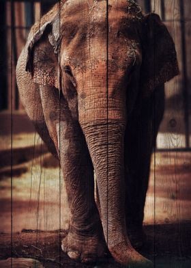 Elephant Art