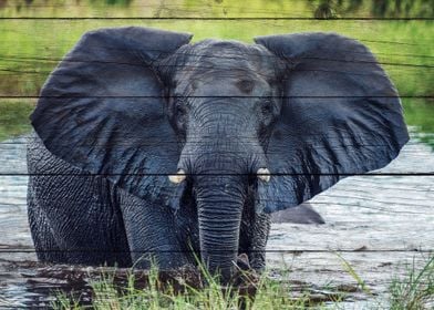 Elephant Art