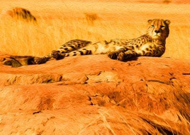 Cheetah Laying on a Rock