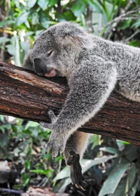 Koala Bear sleeping