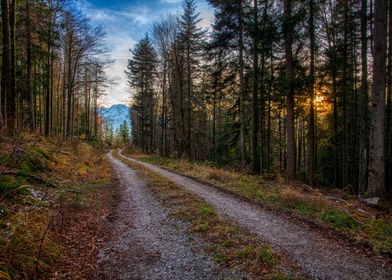 Forest path