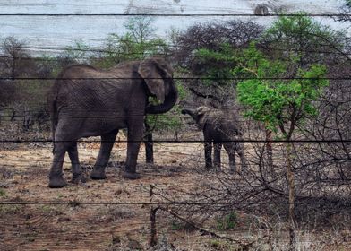 Elephant Art