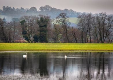 Swans on a flooded field