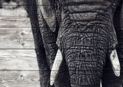 Elephant Art