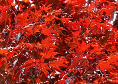 Summer Red Maple Leaf Tree