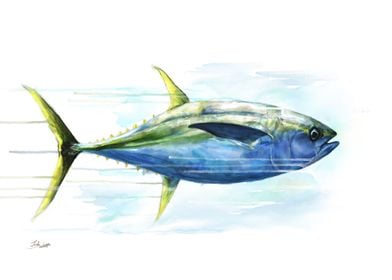 Yellowfin Tuna