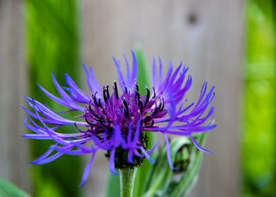 Magnificent cornflower