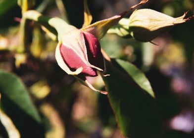 Pink rose bud