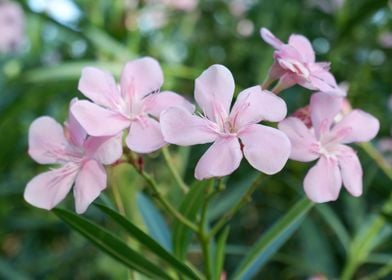 Beautiful Fresh Flower