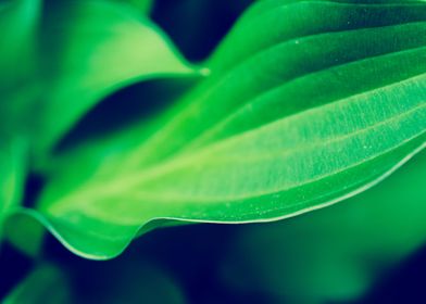 Hosta Leaves Botanical