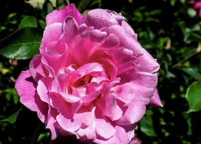 Pink rose