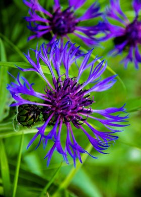 Magnificent cornflower