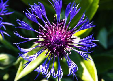 Magnificent cornflower