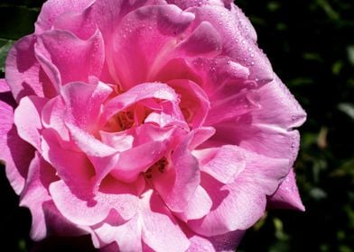 Pink rose