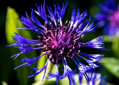 Magnificent cornflower