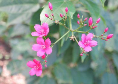 Beautiful Pink Flower