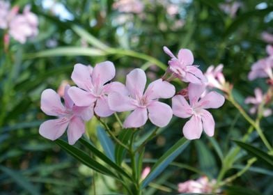 Beautiful Fresh Flower