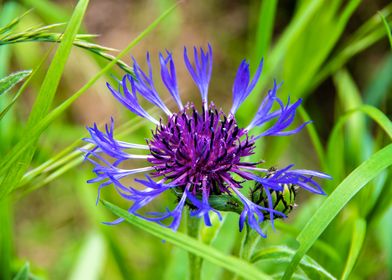 Magnificent cornflower