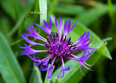 Magnificent cornflower