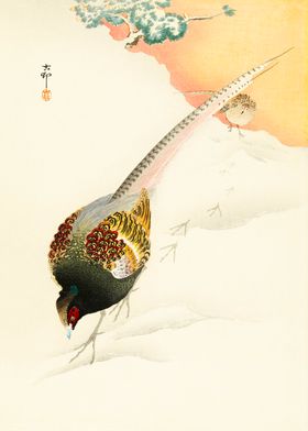 Pheasants in the snow 