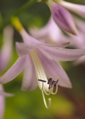 Closeup Hosta Bloom Floral