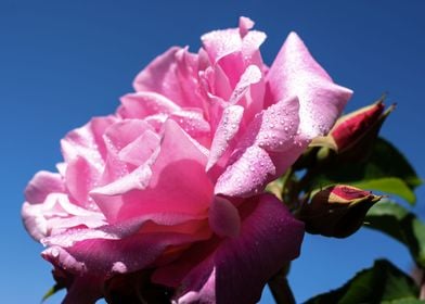 Pink rose