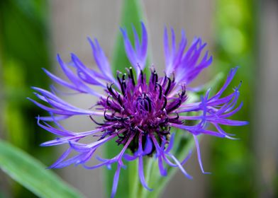 Magnificent cornflower