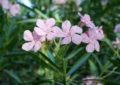 Beautiful Fresh Flower