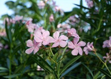 Beautiful Fresh Flower