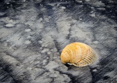 Black Sands and Seashell