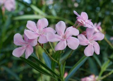 Beautiful Fresh Flower