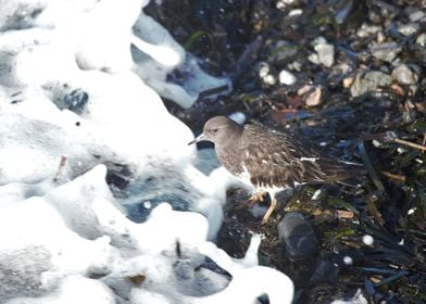 Sandpiper at Surfs Edge