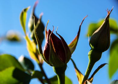 Pink rose bud