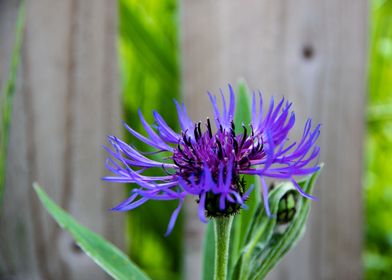 Magnificent cornflower