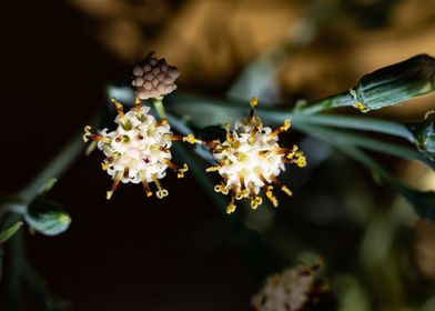 Delicate Kleinia flower