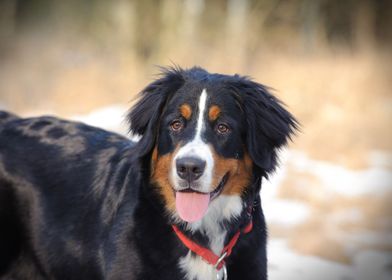 Bernese Mountain Dog