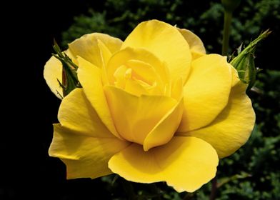 Yellow rose in shadow