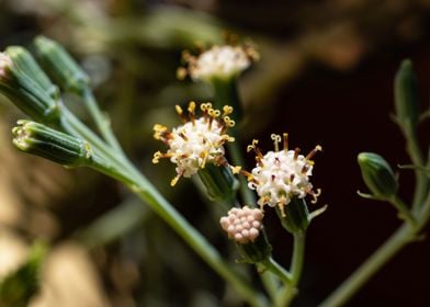 Delicate Kleinia flower