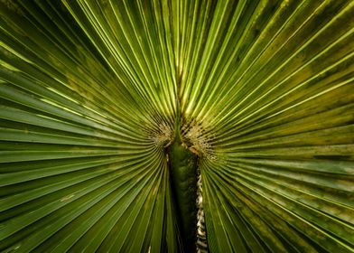 abstract foliage