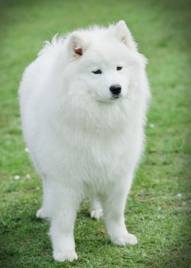 Samoyed